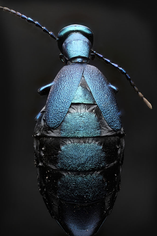 Illustration for article titled Fotografías macroscópicas tan nítidas que parecen irreales